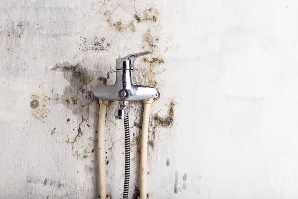 Certified Mold Removal in Maumee, OH
