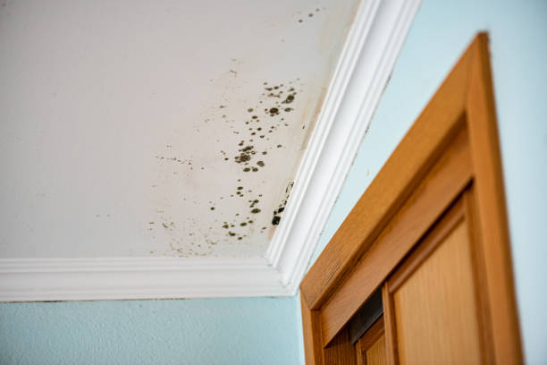 Attic Mold Removal in Maumee, OH