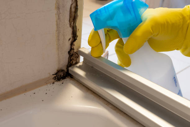 Best Mold Cleaning Services  in Maumee, OH