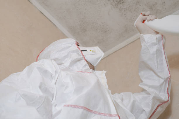 Best Black Mold Removal  in Maumee, OH