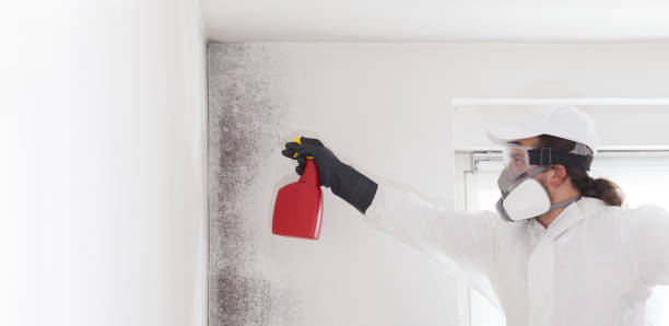 Best Mold Damage Repair  in Maumee, OH