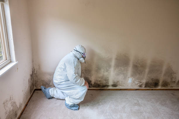 Best Toxic Mold Removal  in Maumee, OH